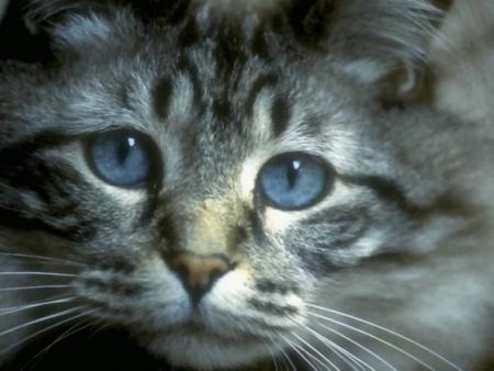 chat